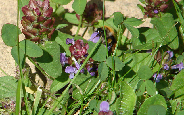 20090621 3679DSCw [D~LIP] Weiß-Klee (Trifolium repens), Kriechender Günsel (Ajuga reptans 'Atropurpurea'), Ackerhummel (Bombus pascuorum), Bad Salzuflen