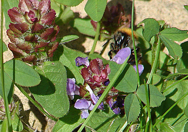 20090621 3680DSCw [D~LIP] Weiß-Klee (Trifolium repens), Kriechender Günsel (Ajuga reptans 'Atropurpurea'), Ackerhummel (Bombus pascuorum), Bad Salzuflen