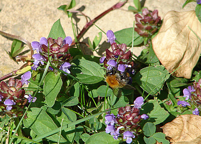 20090621 3683DSCw [D~LIP] Weiß-Klee (Trifolium repens), Kriechender Günsel (Ajuga reptans 'Atropurpurea'), Ackerhummel (Bombus pascuorum), Bad Salzuflen