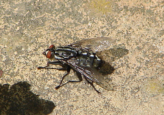 20090621 03687DSCw [D~LIP] Graue Fleischfliege (Sarcophaga carnaria) [Schmeißfliege], Bad Salzuflen