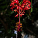 NICE: Parc Phoenix: Hibiscus schizopetalus. 01