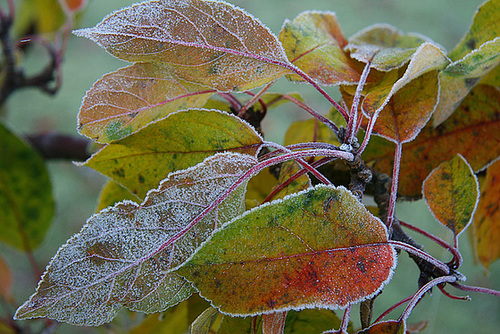 First frost