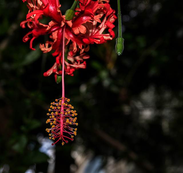 NICE: Parc Phoenix: Hibiscus schizopetalus. 02