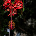 NICE: Parc Phoenix: Hibiscus schizopetalus. 02