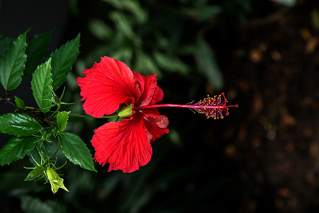 NICE: Parc Phoenix: Hibiscus Rose de Chine (Hibiscus rosa-sinensis). 06