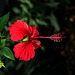 NICE: Parc Phoenix: Hibiscus Rose de Chine (Hibiscus rosa-sinensis). 06