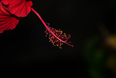 NICE: Parc Phoenix: Hibiscus Rose de Chine (Hibiscus rosa-sinensis). 07