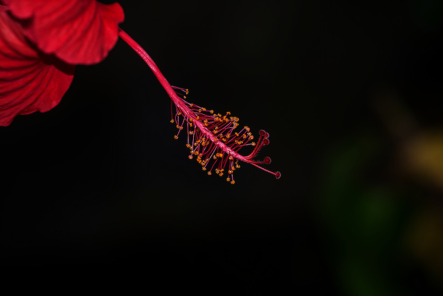 NICE: Parc Phoenix: Hibiscus Rose de Chine (Hibiscus rosa-sinensis). 07