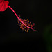 NICE: Parc Phoenix: Hibiscus Rose de Chine (Hibiscus rosa-sinensis). 07