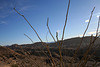 Dry Ocotillo (3492)