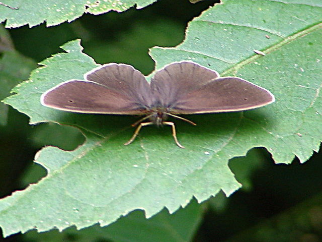 20090625 3875DSCw [D-MI] Brauner Waldvogel (Aphantopus hyperantus) [Schornsteinfeger], Großes Torfmoor, Hille