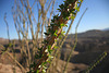 Ocotillo (3553)