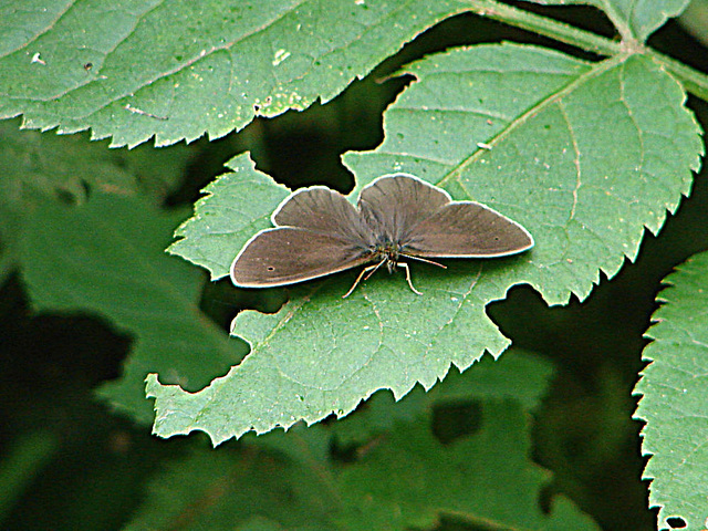 20090625 3880DSCw [D-MI] Brauner Waldvogel (Aphantopus hyperantus) [Schornsteinfeger], Großes Torfmoor, Hille