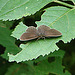 20090625 3880DSCw [D-MI] Brauner Waldvogel (Aphantopus hyperantus) [Schornsteinfeger], Großes Torfmoor, Hille