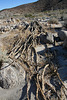 Ocotillo Down (3455)