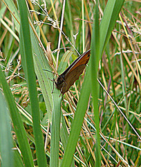 20090625 3895DSCw [D-MI] Großes Ochsenauge (Maniola jurtina), Großes Torfmoor, Hille