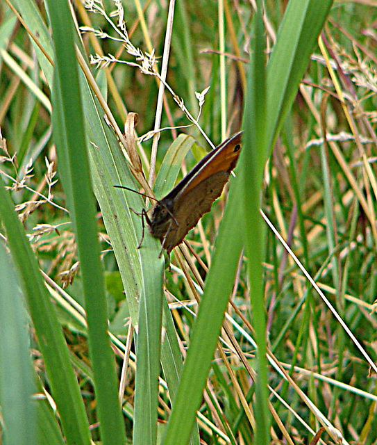 20090625 3895DSCw [D-MI] Großes Ochsenauge (Maniola jurtina), Großes Torfmoor, Hille