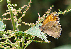 20090625 3897DSCw [D-MI] Großes Ochsenauge (Maniola jurtina)