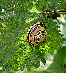 20090625 3899DSCw [D-MI] Hain-Bänderschnecke (Cepaea nemoralis), Großes Torfmoor, Hille