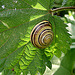 20090625 3899DSCw [D-MI] Hain-Bänderschnecke (Cepaea nemoralis), Großes Torfmoor, Hille