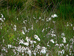 20090625 3901DSCw [D-MI] Scheidiges Wollgras (Eriophorum vaganatum), Großes Torfmoor, Hille