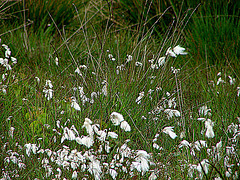 20090625 3901DSCw [D-MI] Schmalblättriges Wollgras (Eriophorum angustifolium), Großes Torfmoor, Hille