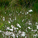 20090625 3901DSCw [D-MI] Schmalblättriges Wollgras (Eriophorum angustifolium), Großes Torfmoor, Hille