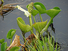 20090625 3904DSCw [D-MI] Schlangenwurz (Calla palustris), Großes Torfmoor, Hille