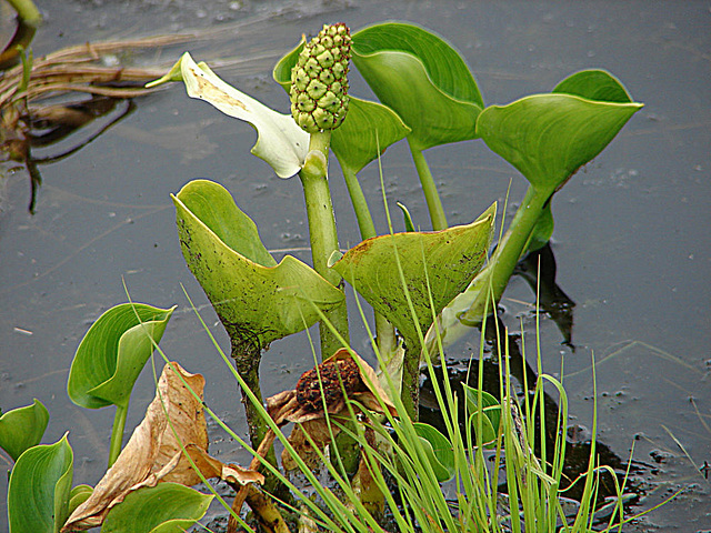 20090625 3904DSCw [D-MI] Drachenwurz (Calla palustris), [Schlangenwurz], [Sumpfkalla], Großes Torfmoor, Hille