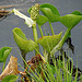 20090625 3904DSCw [D-MI] Drachenwurz (Calla palustris), Großes Torfmoor, Hille