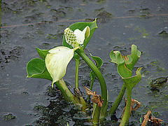 20090625 3905DSCw [D-MI] Schlangenwurz (Calla palustris), Großes Torfmoor, Hille