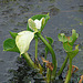 20090625 3905DSCw [D-MI] Drachenwurz (Calla palustris), Großes Torfmoor, Hille