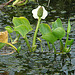 20090625 3906DSCw [D-MI] Schlangenwurz (Calla valustris), Großes Torfmoor, Hille