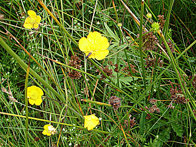 20090625 3976DCSw [D~MI] Insekt, Blume, Großes Torfmoor, Hille