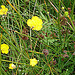 20090625 3976DCSw [D~MI] Insekt, Blume, Großes Torfmoor, Hille