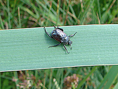 20090625 3990DSCw [D~MI] Silbriger Purzelkäfer (Hoplia philanthus), Großes Torfmoor, Hille