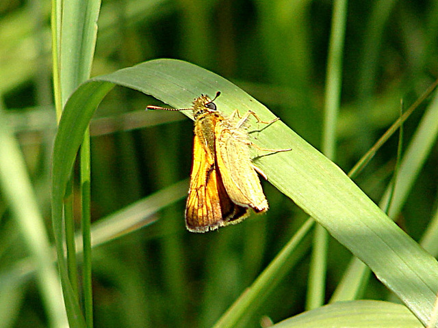 20090625 4008DSCw [D~MI] Rostfarbiger Dickkopffalter (Ochlodes venatus), Großes Torfmoor, Hille