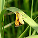 20090625 4008DSCw [D~MI] Rostfarbiger Dickkopffalter (Ochlodes venatus), Großes Torfmoor, Hille