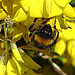 20090621 3698DSCw [D~LIP] Hellgelbe Erdhummel (Bombus lucorum), Schwarzwerdender Geißklee (Cytisus nigricans), Bad Salzuflen