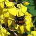 20090621 3699DSCw [D~LIP] Hellgelbe Erdhummel (Bombus lucorum), Schwarzwerdender Geißklee (Cytisus nigricans), Bad Salzuflen