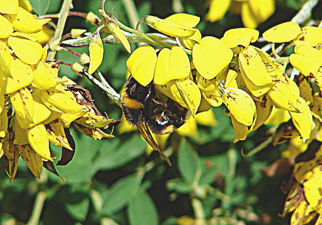 20090621 3714DSCw [D~LIP] Hellgelbe Erdhummel (Bombus lucorum), Schwarzwerdender Geißklee (Cytisus nigricans), Bad Salzuflen