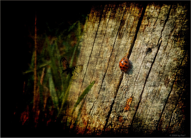 ladybug(2)