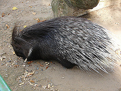 20051013 013DSCw [D-HM] Stachelschwein (Hystrix cristata), Bad Pyrmont