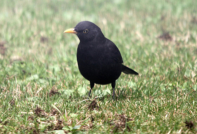 20090929 0841Aw [D~LIP] Amsel [Schwarzdrossel] (Turdus merula) [m]. Bad Salzuflen