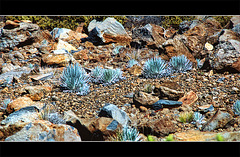 Haleakala Silversword