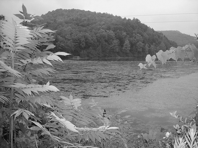 Half moon state park. Sur la 4 près de la 30 nord. Vermont, USA /  États-Unis -   26 juillet  2009 -  N & B