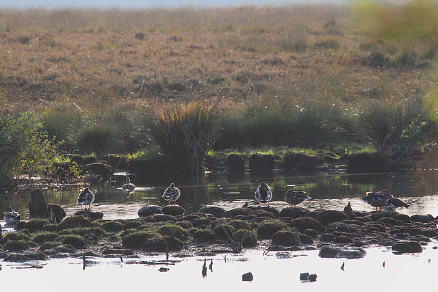 20090919 0779Aw [D-MI] Enten, Großes Torfmoor, Hille