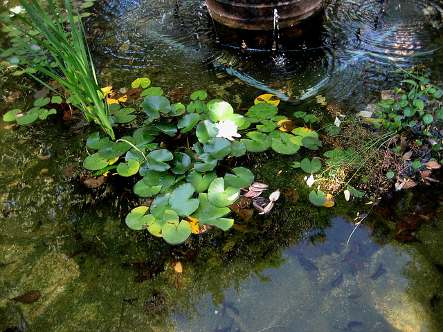Oeiras, Municipal Garden, pond (2)
