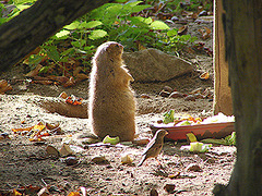 20051013 015DSCw [D-HM] Schwarzschwanzpräriehund  (Cynomys ludovicianus), Haussperling, Bad Pyrmont