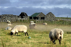 Mouton symbole de la région